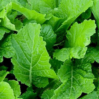 Mustard Florida Broadleaf Vegetable Seeds